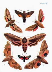 Different Types of Moths, Illustration from the Book Butterflies, Moths and Other Insects and Creatures of the Countryside, Published 1927
